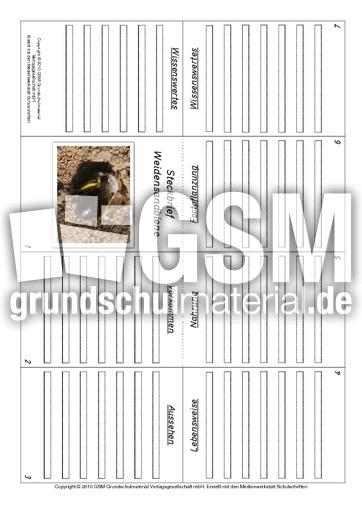 Faltbuch-Weidensandbiene.pdf